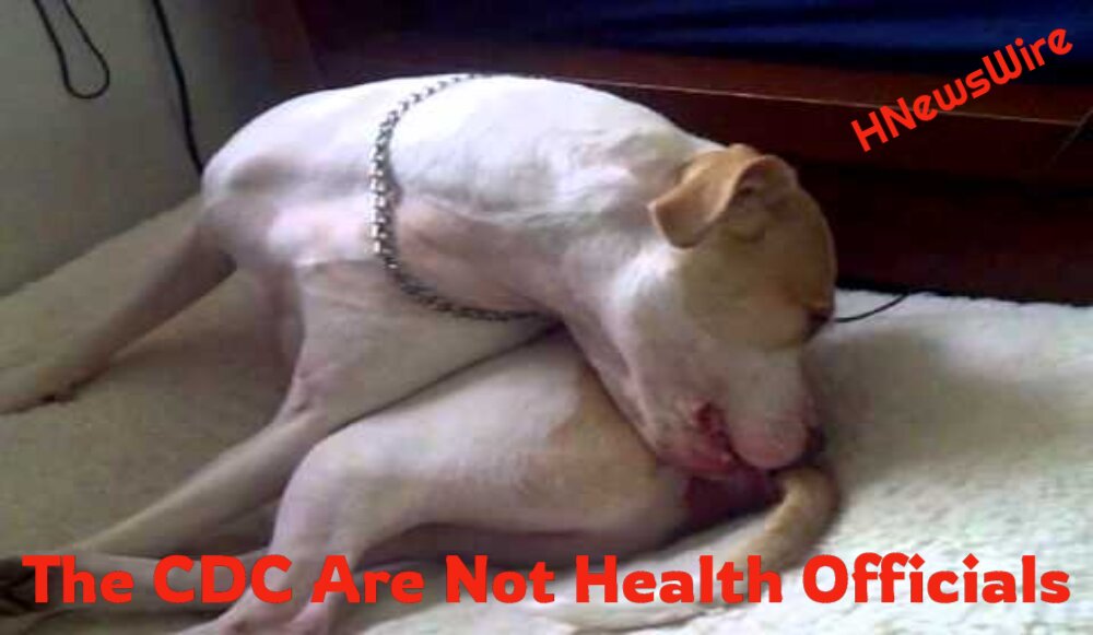 The CDC Are Not Health Officials; More Like Terrorists, They Are Worried That a Deadly Flesh-Eating Parasite Could Start Being Spread From Pet Dogs to People in the U.S.this Makes Sense. Talking About Anything With the CDC Is Like Trying to Explain a Train Schedule to a Dog. It Might Just Sit There, Seeming to Pay Attention While Lolling Its Tongue and Waving Its Tail. Ultimately, Though, the Ability to Think Coherently Simply Doesn’t Exist. It’s Not to Blame. It’s Merely the Wiring in Its Head. After That, It Will Retreat Into a Corner and Lick Its Own Butt. With the Dog, It’s the Same